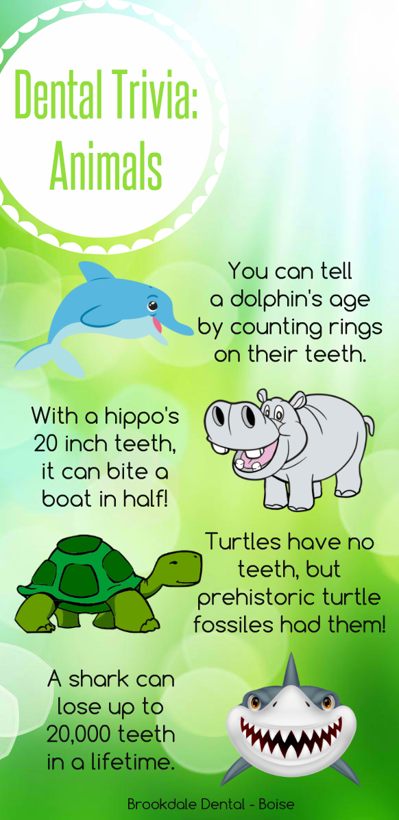 Fun Fact Friday! – Animal Teeth Trivia